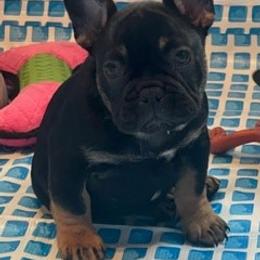 French Bulldog puppies from SC Frenchies