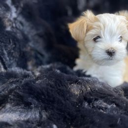 Iris - White and tan female Morkie puppy in Bennettsville, South Carolina from Cottonwood Maltese