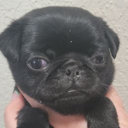 Boy 1 - Black Pug puppy in Brush Prairie, Washington from Paradise Peaks