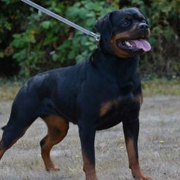 Frey Frey - Rottweiler