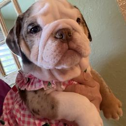 Rita - Chocolate tri-color female Bulldog puppy in Lakeland, Florida from Tenpennypups