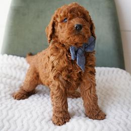 Sweet Boy 3250 Free Delivery - Red  male Goldendoodle puppy in Mayfield, Utah from Ruff Country Doodles