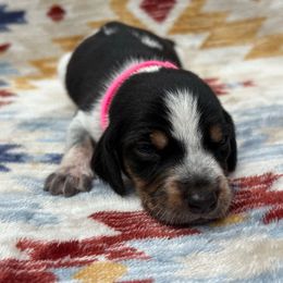 Cora - Blue ticked and tan female Bluetick Coonhound puppy in Mount Pleasant, Texas from Harmons Hounds