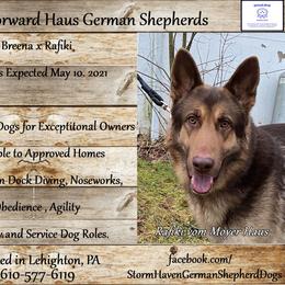 German Shepherd Puppies from StormHaven /Von Dorward German Shepherd Dogs