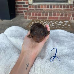 Oaggie - Chocolate male Dachshund puppy in Nashville, Arkansas from Dixies Dachshunds