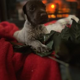 Dobby - Liver roan German Shorthaired Pointer puppy in Weeki Wachee, Florida from River Ridge GSP