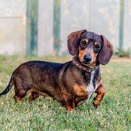 Satin - Dachshund