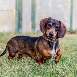 Satin - Dachshund