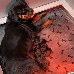 Boy 3 - Black and mahogany male Rottweiler puppy in Antioch, California from Black Diamond Excellence rottweiler kennel