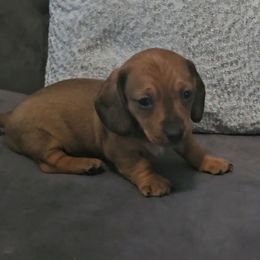 Sgaeyl - Red female Dachshund puppy in Citra, Florida from My Loyal Treasures