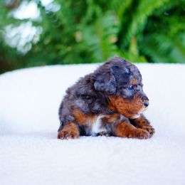 Pretzel - Merle male Bernedoodle puppy in Washington from Doodle Love