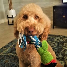 Goldendoodles from Snicker-Doodles