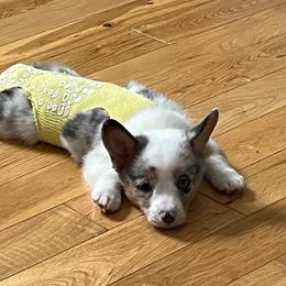 Pembroke Welsh Corgi Puppies from Cartee Corgis