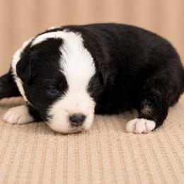 Tahoe - Black tri female Miniature American Shepherd puppy in Leitchfield, Kentucky from Legendmaker MAS