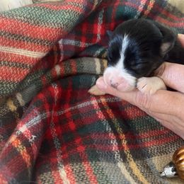 Blitzen - Black tri-color female Australian Shepherd puppy in Kaufman, Texas from Martin's Star Ranch Aussies