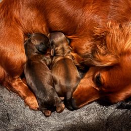 Dachshund Puppies from The Teacup Homestead Miniature Dachshunds