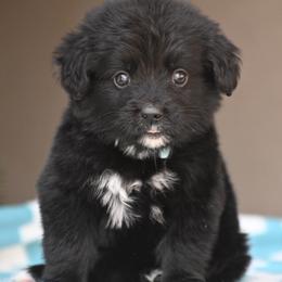 Turquoise Collar Boy - male Golden Mountain Dog puppy in Loveland, Colorado from Grateful Bernese & Gage's Goldens