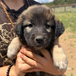 Uri- orange - Tan female Colorado Mountain Dog puppy in Cotopaxi, Colorado from Once Upon A Moose (OUM)