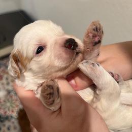 Denim - Cream male Australian Labradoodle puppy in Denton, Texas from Dignity Labradoodles