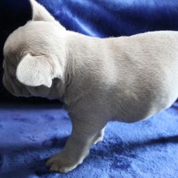 French Bulldog Puppies from R & S Frenchies