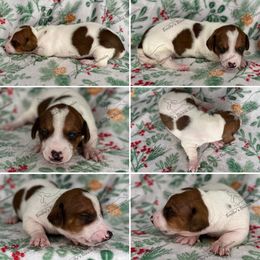 Rudy - Piebald male Dachshund puppy in Gatesville, Texas from Emily’s Doxie Domain