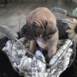 Bartlett - Fawn male Great Dane puppy in Albany, Oregon from Red Cloud Australian Shepherds and DeGray Great Danes & Bulldogs
