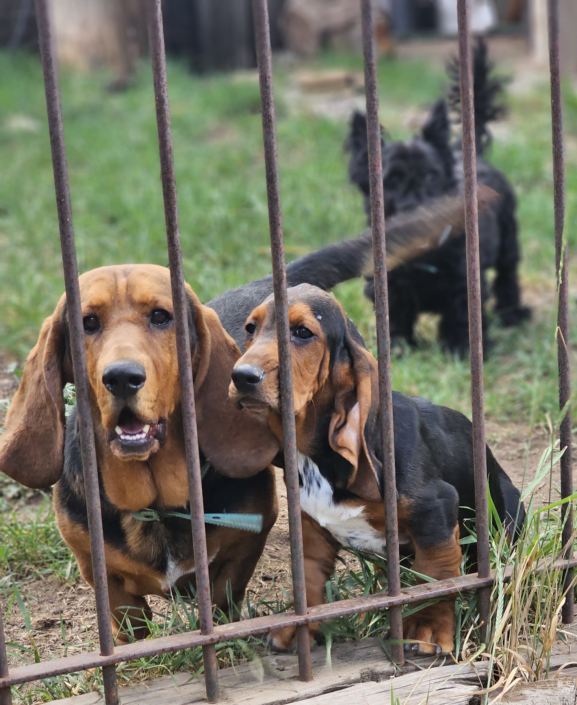 Boy 1 - Black brown and white Basset Hound puppy in Cloudcroft, New Mexico from Hays Family Homstead
