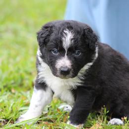 Boy 1 - Black male Border Collie puppy in Tylertown, Mississippi from Cool Meadow Farms