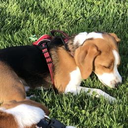 Dodger - Beagle
