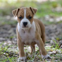 Girl 3 - Red female American Staffordshire Terrier puppy in St. Augustine, Florida from LBK & Ancient City