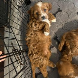 Cavapoo and Maltipoo Puppies from Cuddly Cavapoos Texas