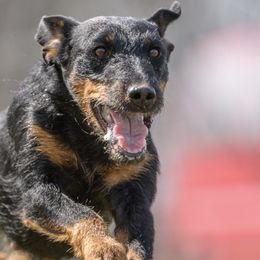 Jagdterriers from Raptor Wrangler Kennels