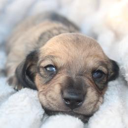 2500 AKC Shaded Red Girl - Red female Dachshund puppy in Arcadia, Florida from JB Dachshunds