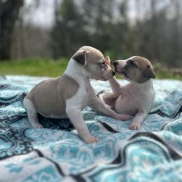 Smitten - White and fawn male Whippet puppy in Oneida, Tennessee from Saving Grace