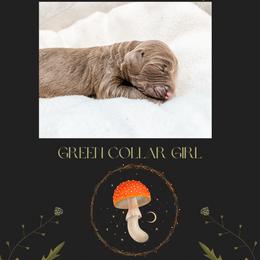 Australian Labradoodle Puppies from Novalie Australian Labradoodles