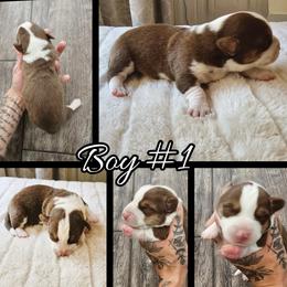 Boy 1 - Liver and white male Cardigan Welsh Corgi puppy in Natchitoches. La, Louisiana from Bleu Bayou Corgis