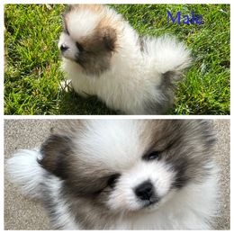 2 eyes - Tri-colored male Pomeranian puppy in Sonora, California from NorCal Pomeranians