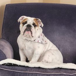 T - Bulldog