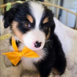Please read description - Black tri female Miniature American Shepherd puppy in Georgetown, California from Foothill Aussies