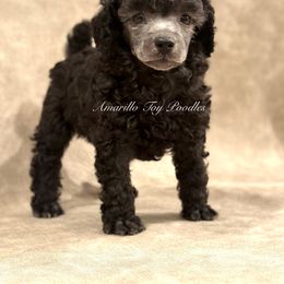 Boy 1 - Silver male Poodle puppy in Wausau, Wisconsin from Amarillo Toy Poodles