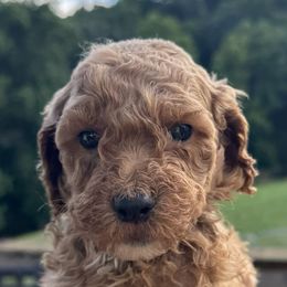 Green Collar - Red  male Poodle puppy in Murrayville, Georgia from Spoiled Rotten Kennels