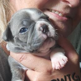 Ludwig  Boy 2 (3rd born) - Blue male Boston Terrier puppy in Versailles, Indiana from Benhams Bostons