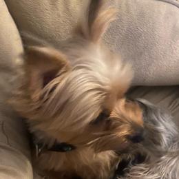 Bella - Yorkshire Terrier