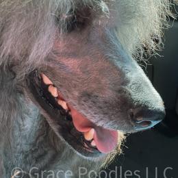 Poodle Puppies from Grace Poodles