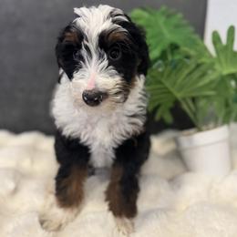 Ms. Pink - Black tri-color female Aussiedoodle puppy in San Antonio, Texas from Lovable Doodles SA