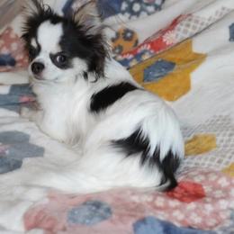 Gypsy - Chihuahua