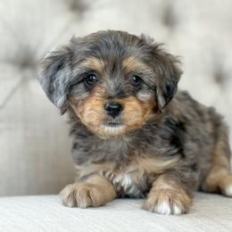 Summer ☀️ - male Aussiedoodle puppy in Granbury, Texas from Triple Cross Doodles