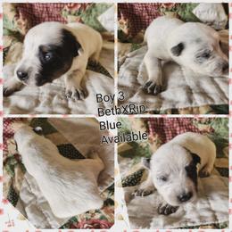 Boy 3 - Blue male Australian Cattle Dog puppy in Bradford, Arkansas from Cedar Rock Heelers and Kelpies