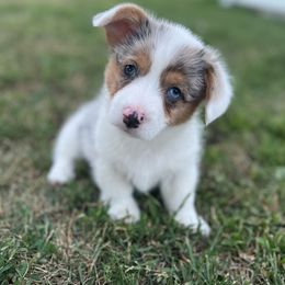 American Corgi and Pembroke Welsh Corgi Puppies from MKM Corgi Company
