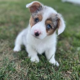American Corgi and Pembroke Welsh Corgi Puppies from MKM Corgi Company